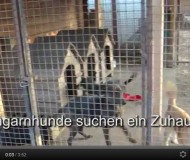tierheim_youtube