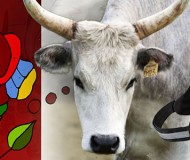 Kölnben nyert pert egy Hungaricum!