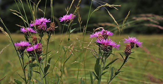 thistle