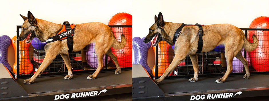 Y-harnesses can be more restrictive on dogs' movement - Gyula "Julius" Sebő