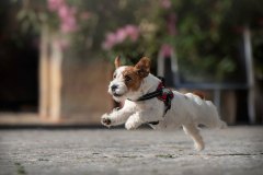 The dog harness of everyday life - free breathing, free movement