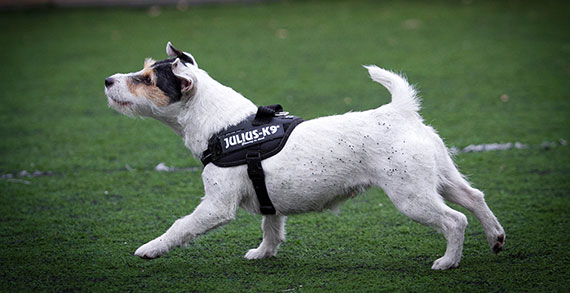 Telegraph article about dog harnesses