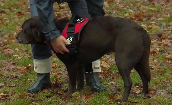 Julius-K9® Produktempfehlung von Holger Schüler