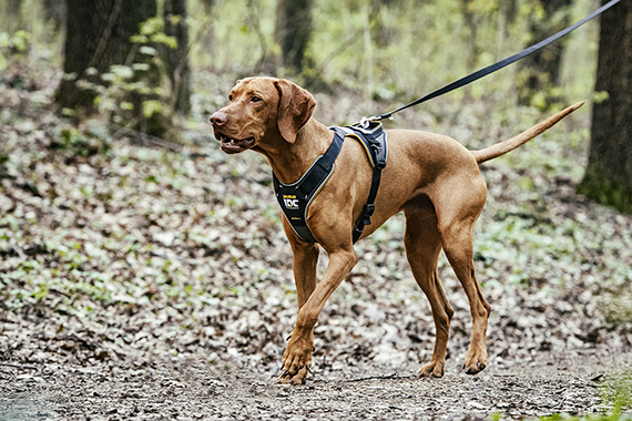 Health, safety and comfort – your dog longs for LONGWALK too