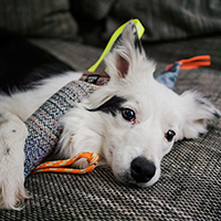 Health, safety and comfort – your dog longs for LONGWALK too