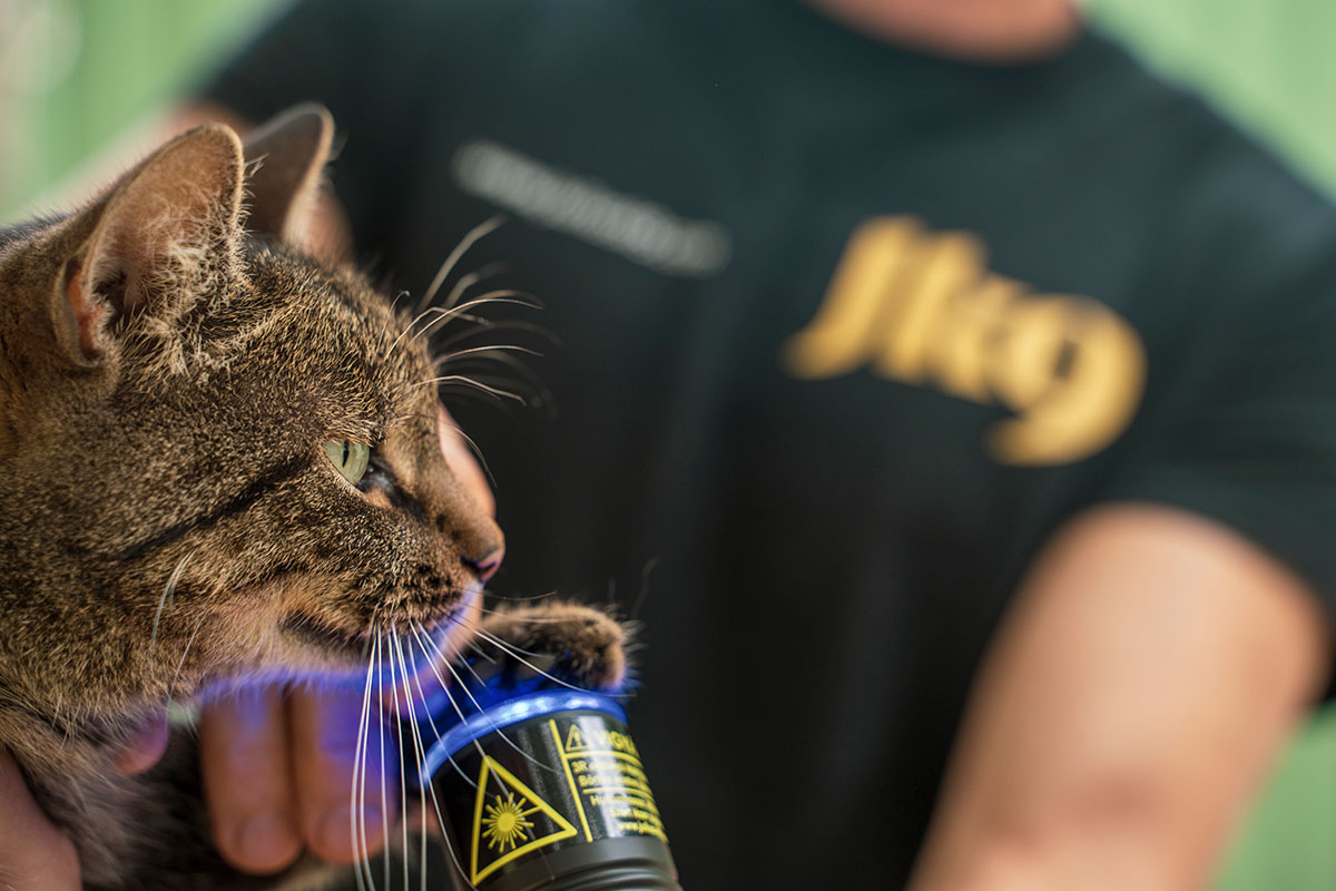 Cat paws and the JK9 Pet laser