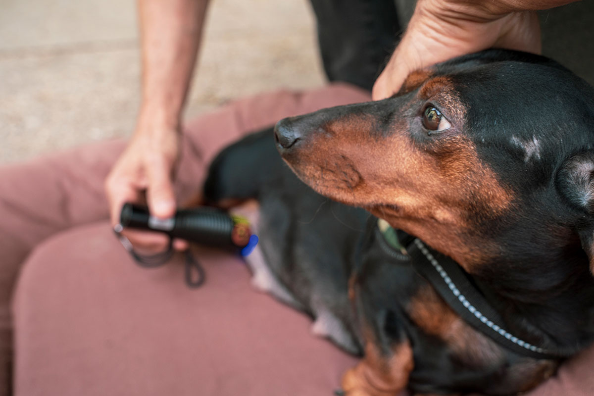 A dachshund who was exploited