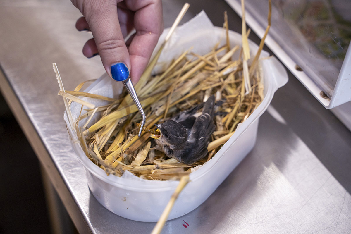 How much is a little bird's life worth?